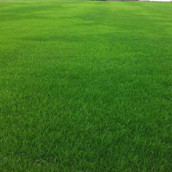 1651671299149681.jpg 多年生黑麥草4.jpg