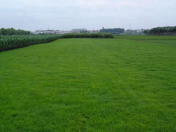 1651671313858552.jpg 多年生黑麥草2.jpg