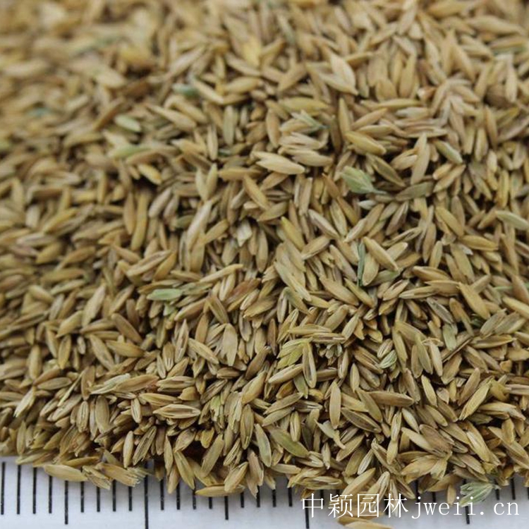 1651711668751310.jpg 早熟禾種子2.jpg