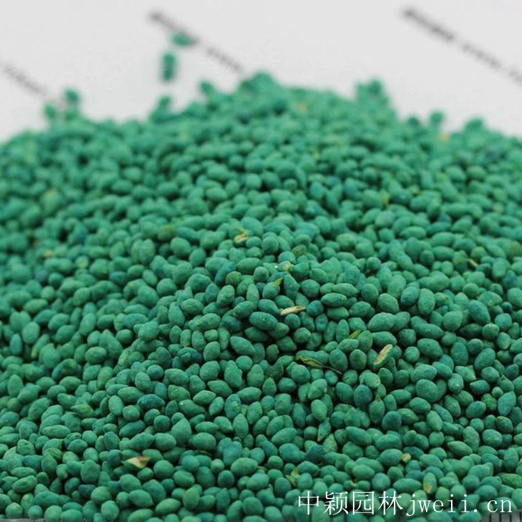 1651711696264993.jpg 早熟禾種子16.jpg