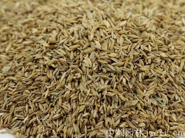 1651711816362946.jpg 早熟禾包衣種子 24_副本.jpg