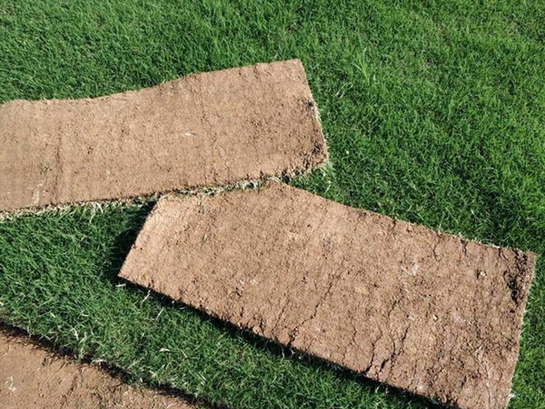 1651711880667462.jpg 早熟禾35_副本.jpg