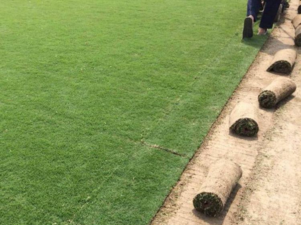 1651712704247596.jpg 早熟禾31_副本.jpg