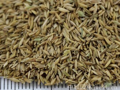 冬季綠草坪種子多少錢1斤？
