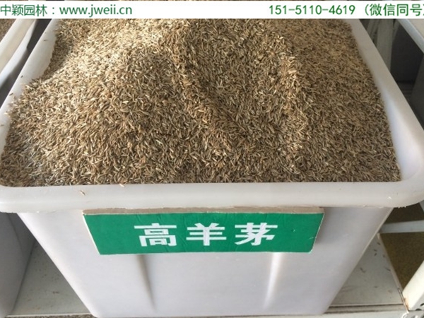 1651893451614836.jpg 高羊茅1.jpg