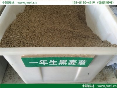 一年生黑麥草草坪種子多少錢一斤？