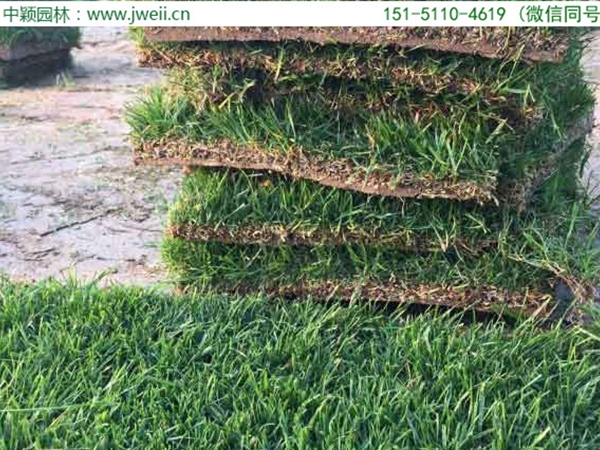 1651896014350782.jpg 多年生黑麥草7.jpg