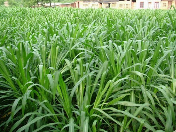 1653615281358026.jpg 皇竹草種子4.jpg