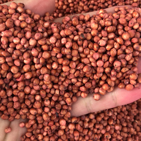 1653616454906438.jpg 高丹草5_副本.jpg