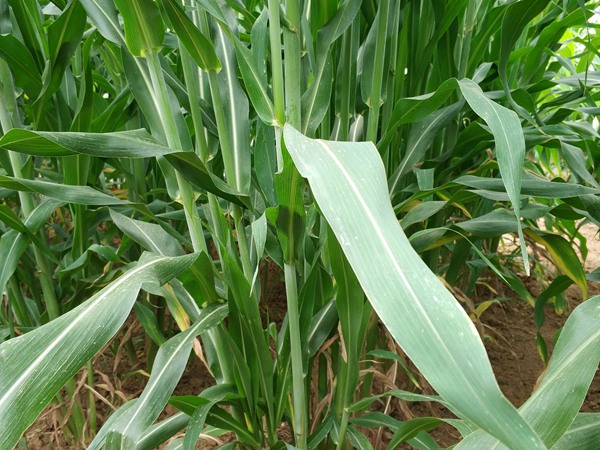 1653616487999829.jpg 甜高粱.jpg