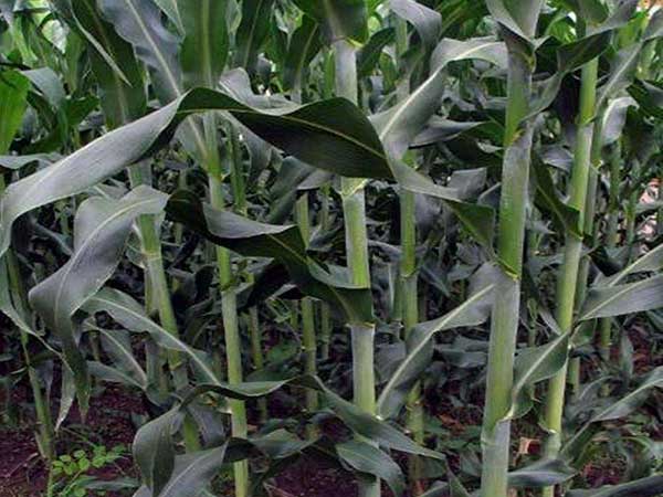 1653616520638636.jpg 甜高粱4.jpg