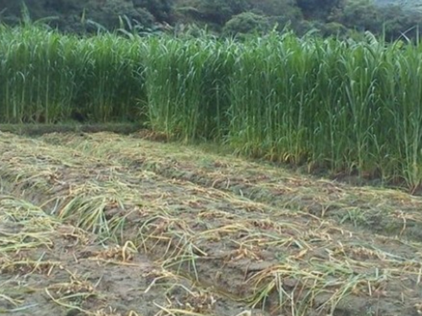 1653623026365737.jpg 甜象草3.jpg