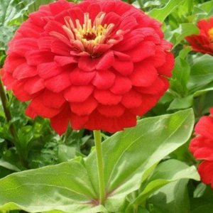 百日草花種子秋季播種