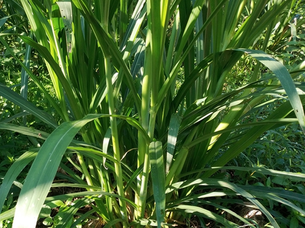 1653638922375911.jpg 皇竹草15.jpg