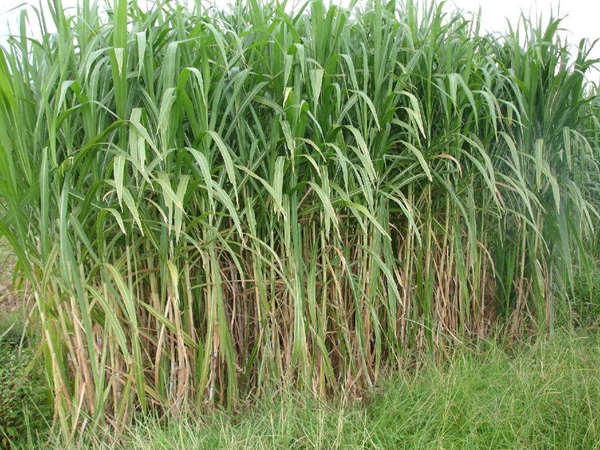 1653639152576284.jpg 皇竹草18.jpg