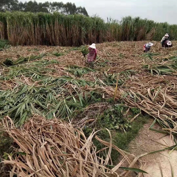 1653639262651450.jpg 皇竹草8.jpg