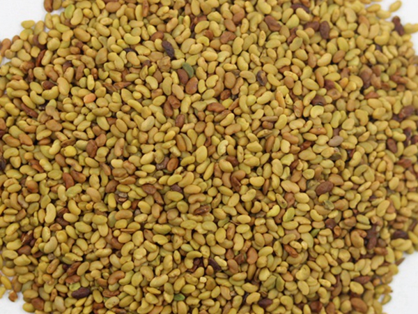 1653822229320868.jpg 苜蓿.jpg