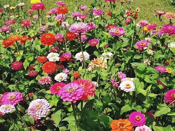 1654057996125747.jpg 百日草.jpg