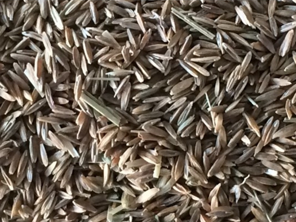 1654531070738960.jpg 早熟禾2.jpg