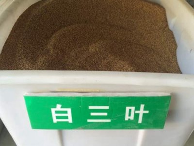 綠化草坪三葉草種子價格