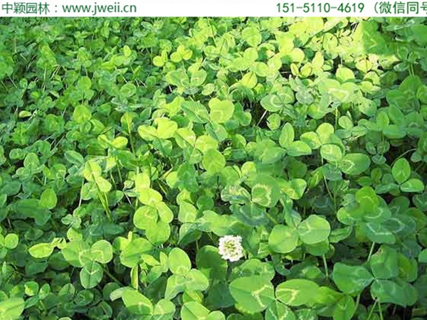 1654595546910353.jpg 白三葉草5.jpg