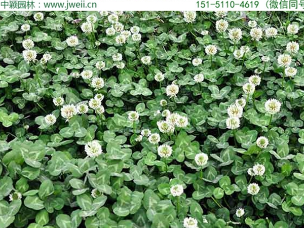 1654595552944960.jpg 白三葉草6.jpg