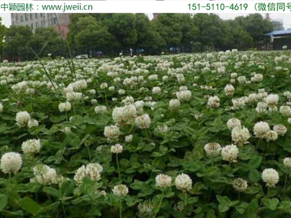 1654595590422970.jpg 白三葉草9.jpg