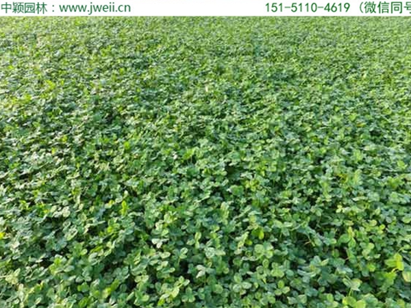 1654595596847787.jpg 白三葉草10.jpg