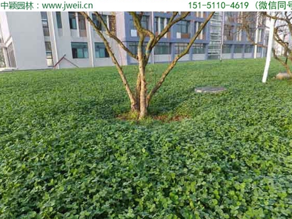 1654595610285123.jpg 白三葉草11.jpg