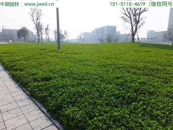 1654595617334593.jpg 白三葉草13.jpg