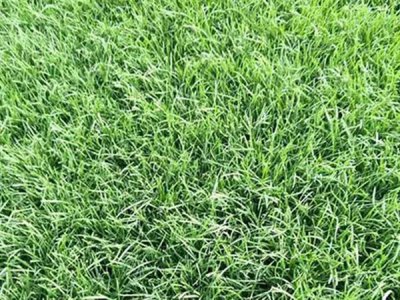 高羊茅四季青草坪種子價格
