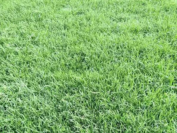 1654681701919664.jpg 早熟禾5_副本.jpg