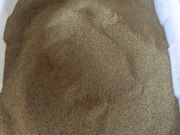 1654683085218621.jpg 天堂草1.jpg