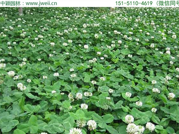 1654914139218017.jpg 白三葉草8.jpg