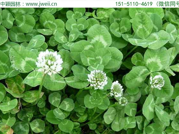 1654914155227773.jpg 白三葉草4.jpg