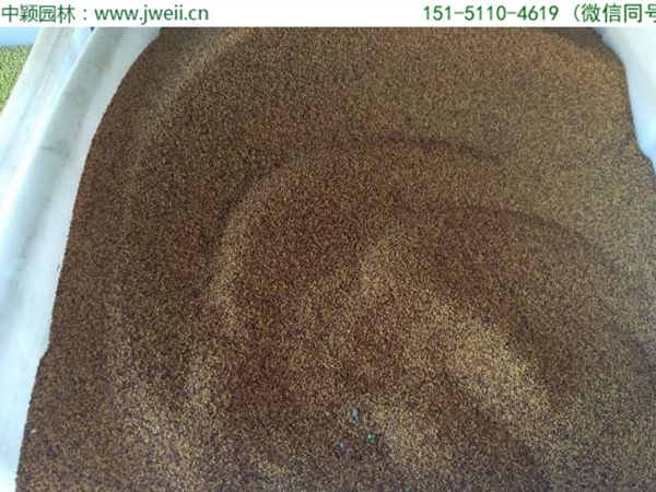 1655032718751950.jpg 白三葉草3.jpg