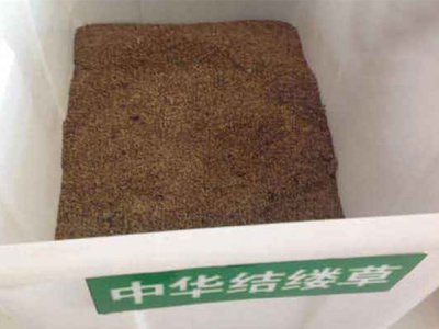 中華結縷草草坪種子價格