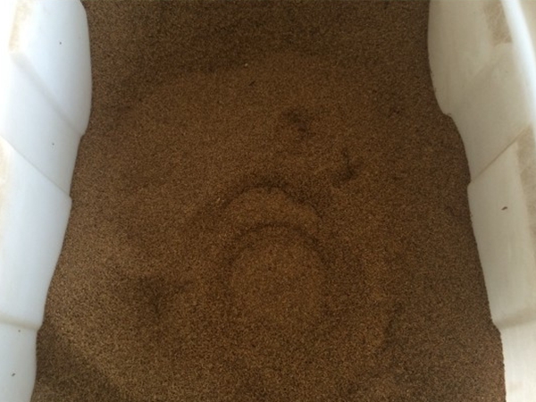 1655034995821776.jpg 中華結縷草3.jpg