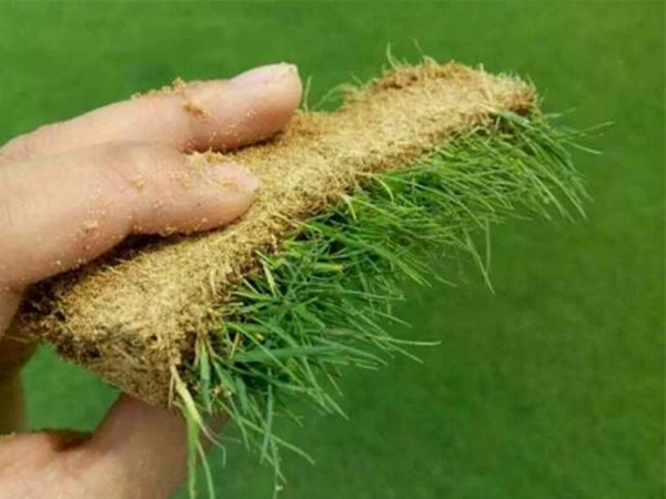 1655035018465981.jpg 中華結縷草6.jpg