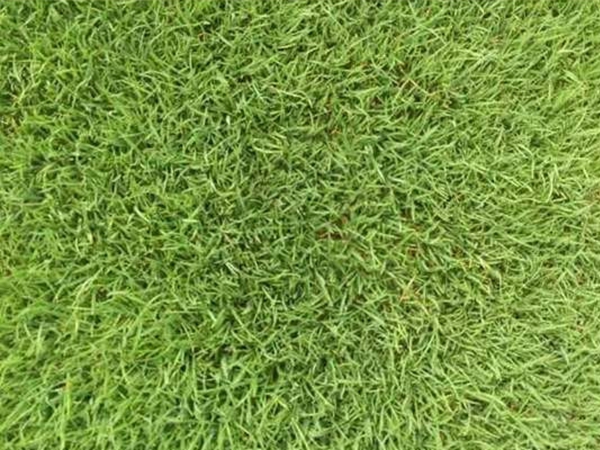 1655035063782115.jpg 中華結縷草10.jpg