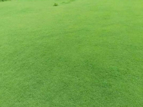 1655035095483750.jpg 中華結縷草13.jpg