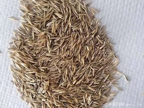 1655178246829572.jpg 黑麥草種子2.jpg