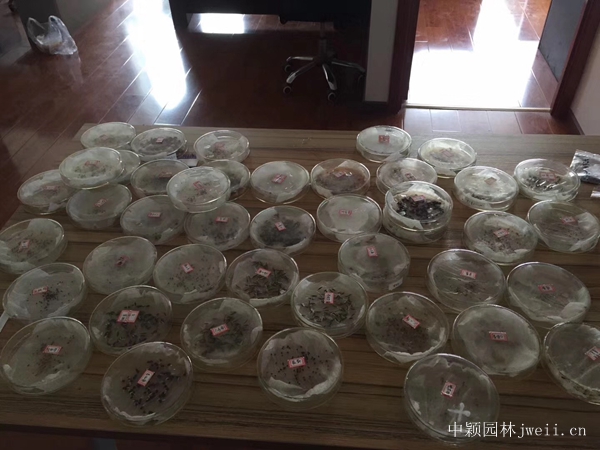 1655178272335128.jpg 試種2.jpg