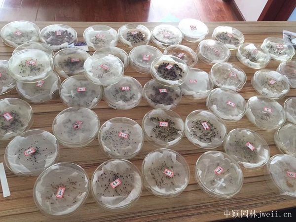 1655178281581987.jpg 試種4.jpg