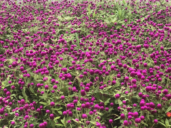 1655271043453973.jpg 野花組合9.jpg