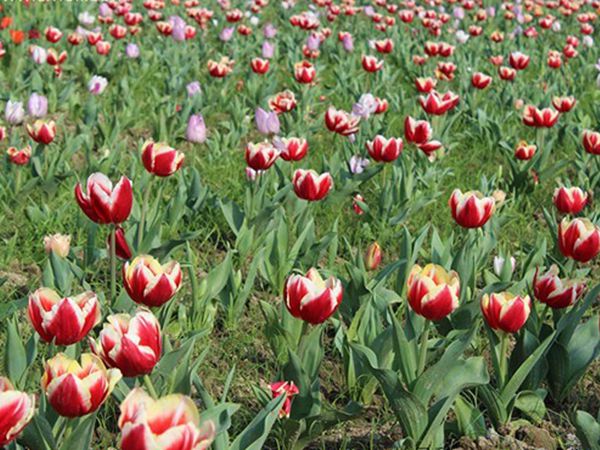 1655271999694123.jpg 郁金香2.jpg