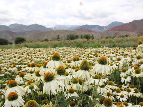 1655272009524202.jpg 野花組合29.jpg