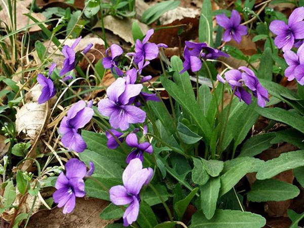 紫花地丁19.jpg