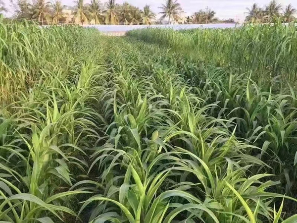 1655291581555782.jpg 玉米草4.jpg