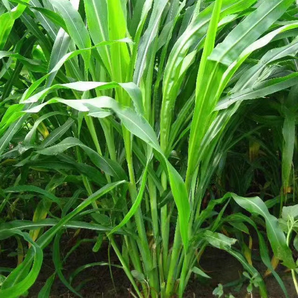 1655291728681549.jpg 玉米草15.jpg